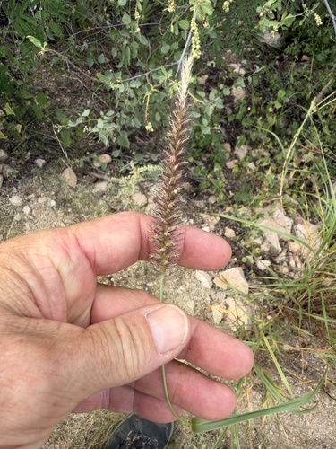 Cenchrus ciliaris observed 2026-10-26