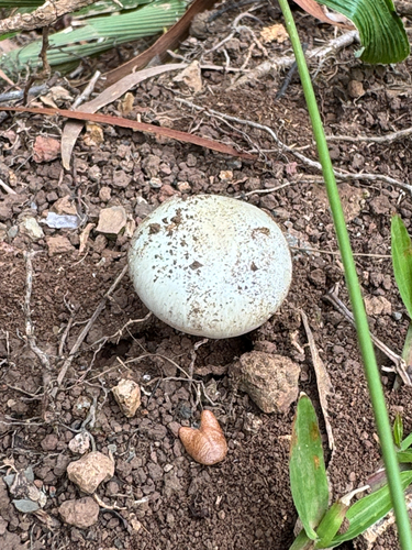 Amanita marmorata, 2026-10-26