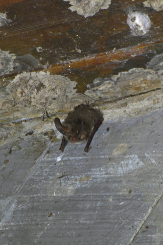 Corynorhinus rafinesquii observed 2026-10-23