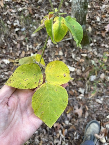 Desmodium observed 2026-10-26