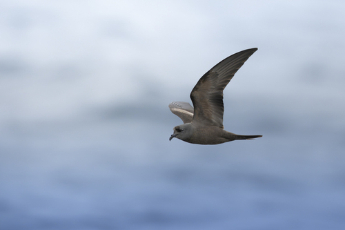 Oceanodroma observed 2026-10-25