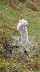 Lupinus alopecuroides