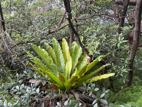 Asplenium australasicum observed 2026-10-27