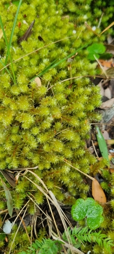 Ptychomnion aciculare observed 2026-10-24
