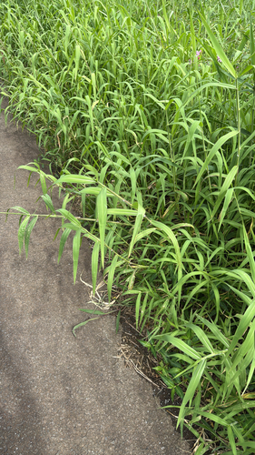 Urochloa mutica observed 2026-10-26