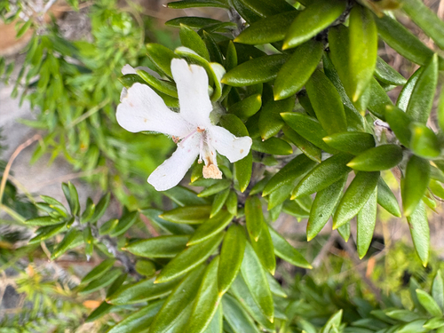 Westringia fruticosa observed 2026-10-27