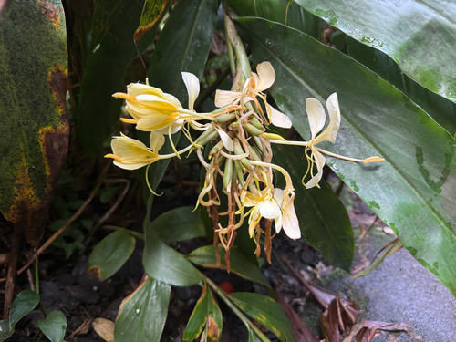 Hedychium coronarium observed 2026-10-26