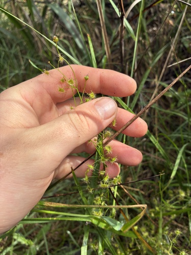 Drosera peltata observed 2026-10-27