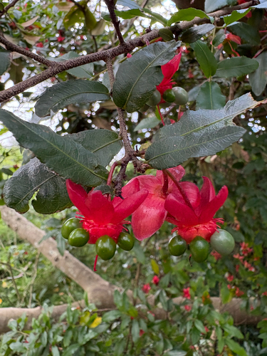 Ochna observed 2026-10-27