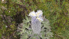 Lupinus alopecuroides