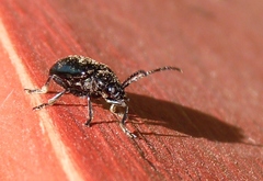 Macrohaltica transversa