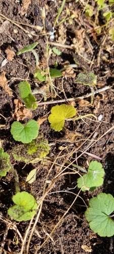 Hydrocotyle hirta, 2026-10-27