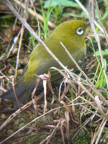 Zosterops japonicus observed 2026-10-27