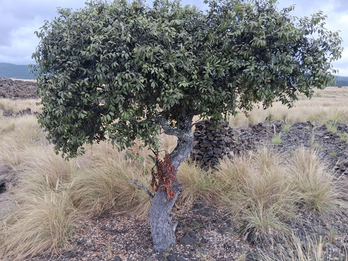 Diospyros sandwicensis observed 2026-10-01