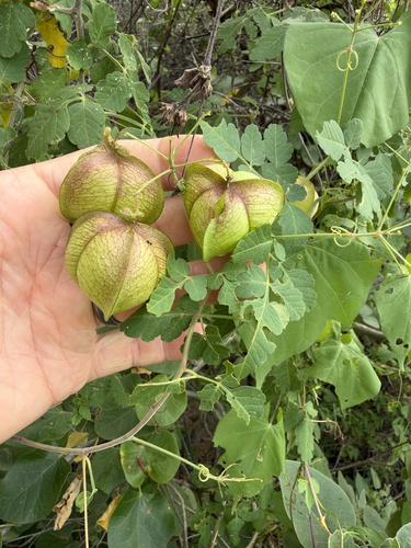 Cardiospermum halicacabum observed 2026-10-26