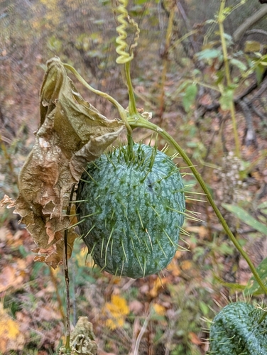 Echinocystis lobata, 2026-10-26