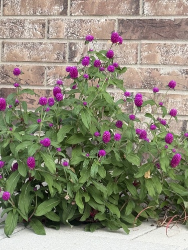 Gomphrena globosa observed 2026-10-26