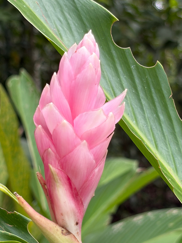 Alpinia observed 2026-10-26