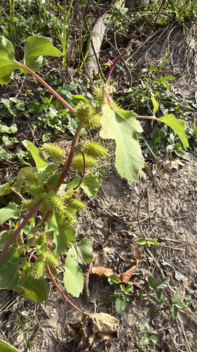 Xanthium strumarium observed 2026-10-26
