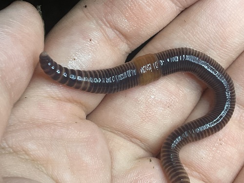 Allolobophora observed 2026-10-26