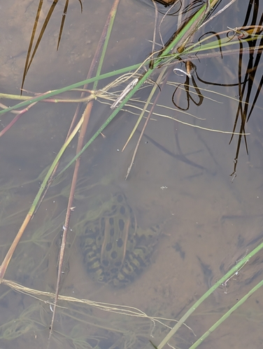 Lithobates pipiens observed 2026-10-26
