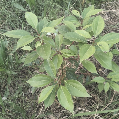 Cinnamomum observed 2026-10-27