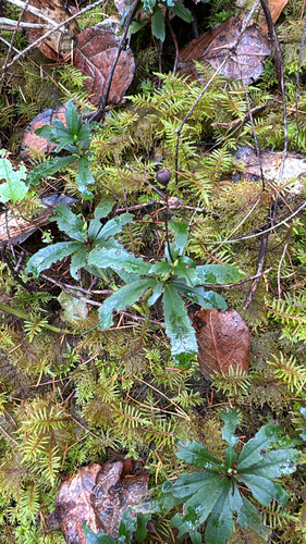 Chimaphila umbellata observed 2026-10-26