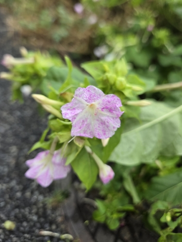 Mirabilis jalapa observed 2026-10-27