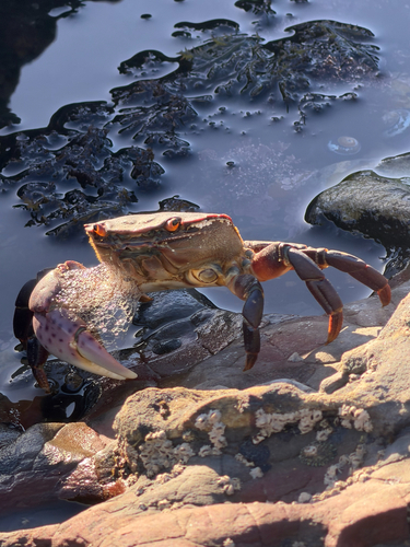 Hemigrapsus observed 2026-10-26
