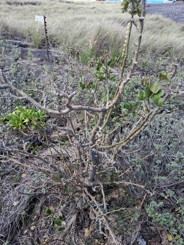 Erythrina sandwicensis observed 2026-10-15