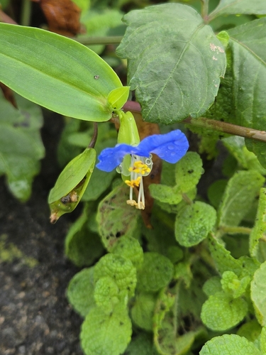 Commelina communis, 2026-10-27