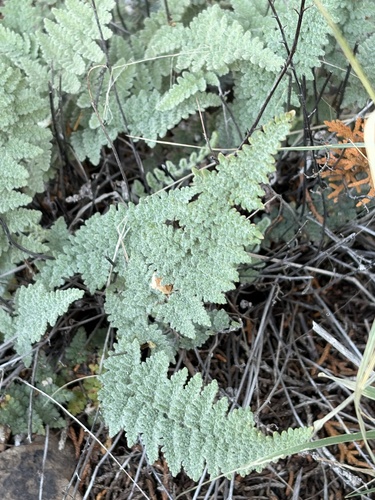 Myriopteris tomentosa, 2026-10-26