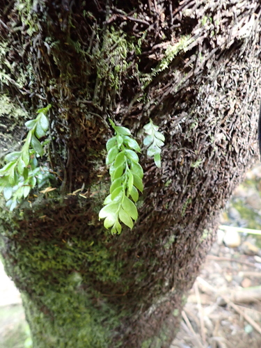 Tmesipteris lanceolata observed 2026-10-26