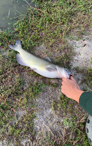 Ictalurus punctatus observed 2026-10-26