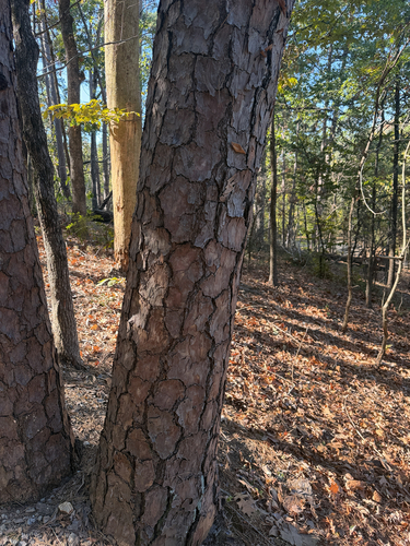 Pinus echinata, 2026-10-23