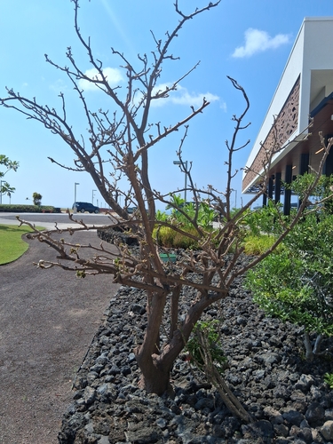 Erythrina sandwicensis observed 2026-10-22