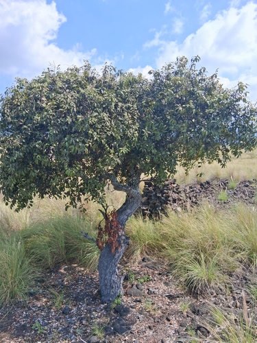 Diospyros sandwicensis observed 2026-10-22