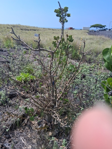 Erythrina sandwicensis observed 2026-10-22