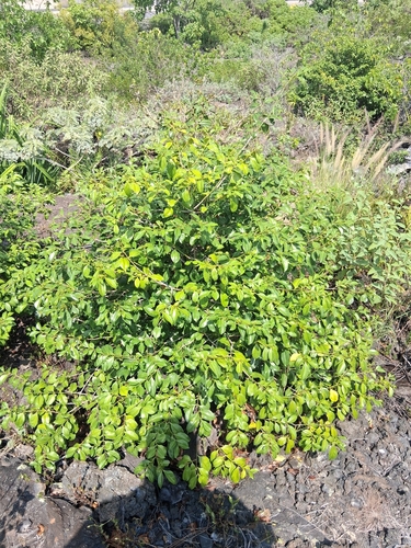 Ixora, 2026-10-22