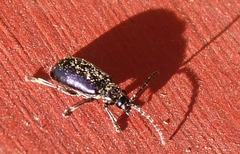 Macrohaltica transversa