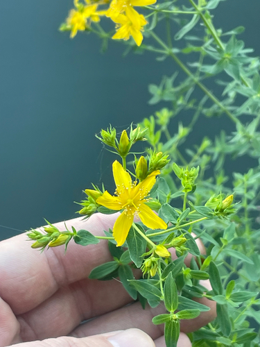 Hypericum perforatum observed 2026-10-26