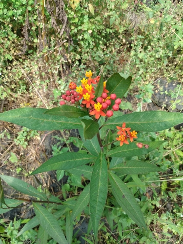 Asclepias curassavica observed 2026-10-26