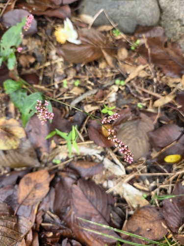 Persicaria longiseta observed 2026-10-27
