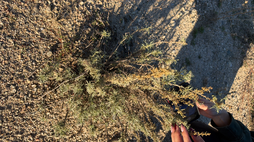 Artemisia californica, 2026-10-26