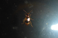 Lebia