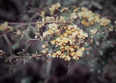 Dillwynia ramosissima