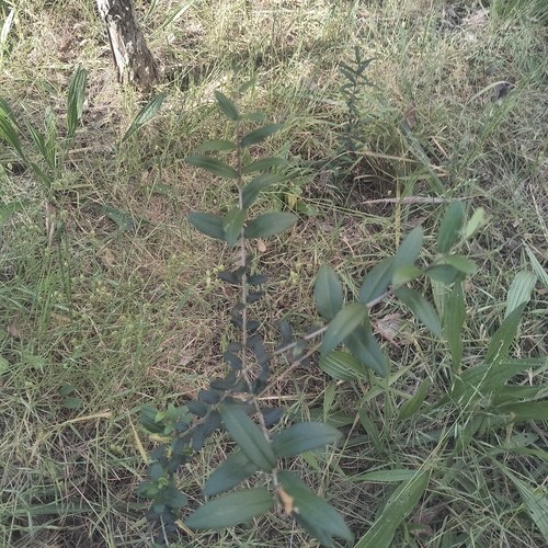 Oliva observed 2026-10-27