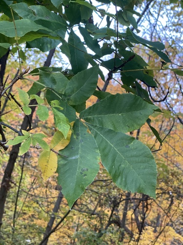 Carya cordiformis observed 2026-10-26