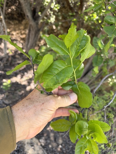 Diospyros observed 2026-10-26