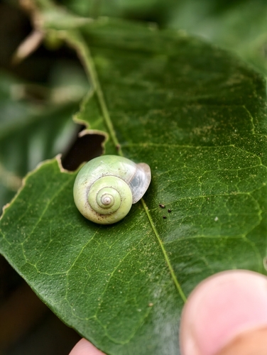 Leptopoma vitreum, 2026-10-24